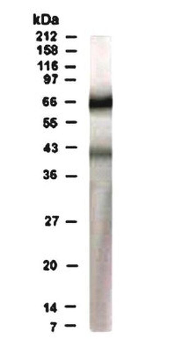 RAD17 Antibody in Western Blot (WB)