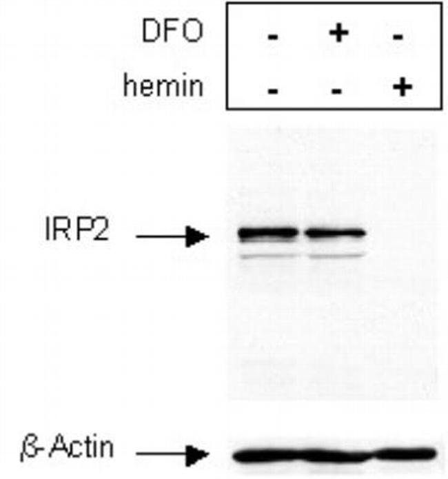 IREB2 Antibody in Western Blot (WB)