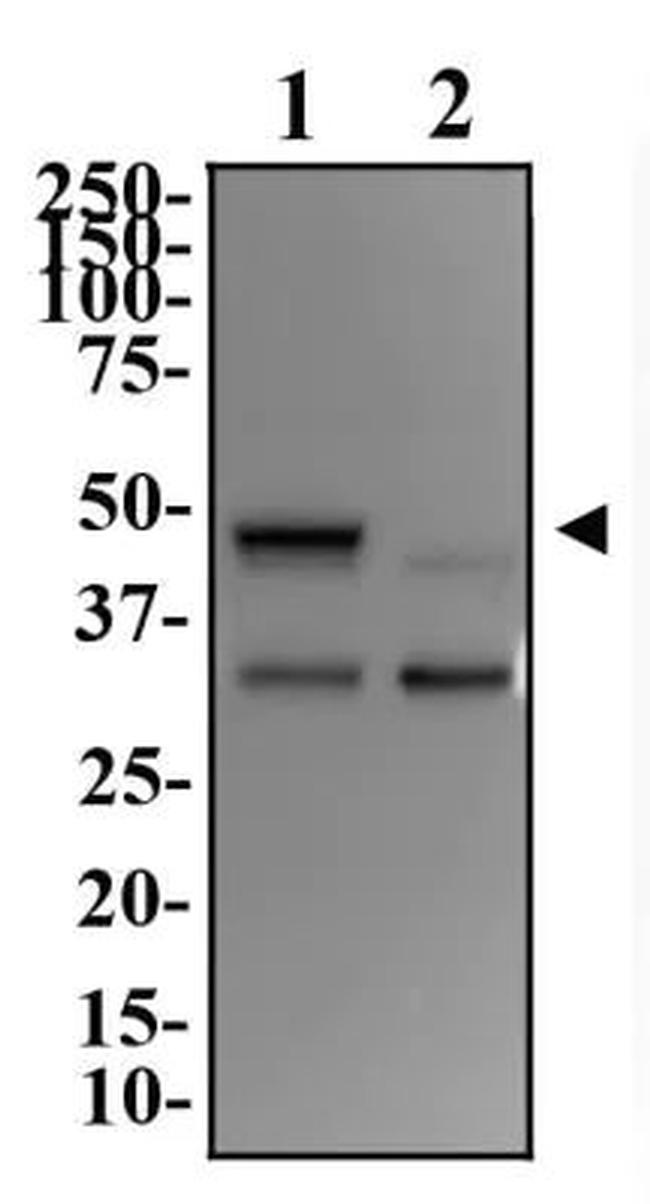 BHLHE40 Antibody in Western Blot (WB)