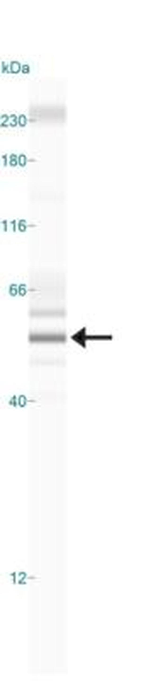 BHLHE40 Antibody in Western Blot (WB)