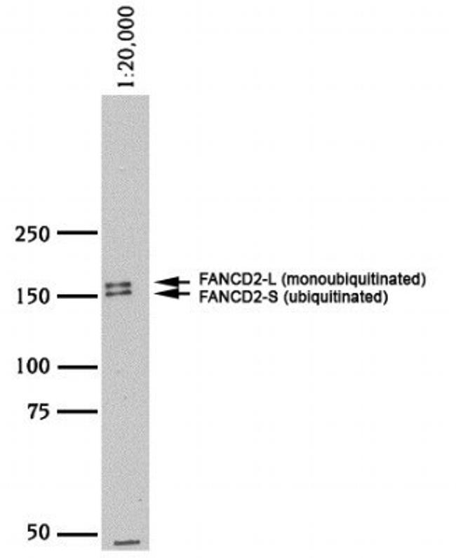 FANCD2 Antibody in Western Blot (WB)