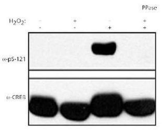 Phospho-CREB (Ser121) Antibody in Western Blot (WB)