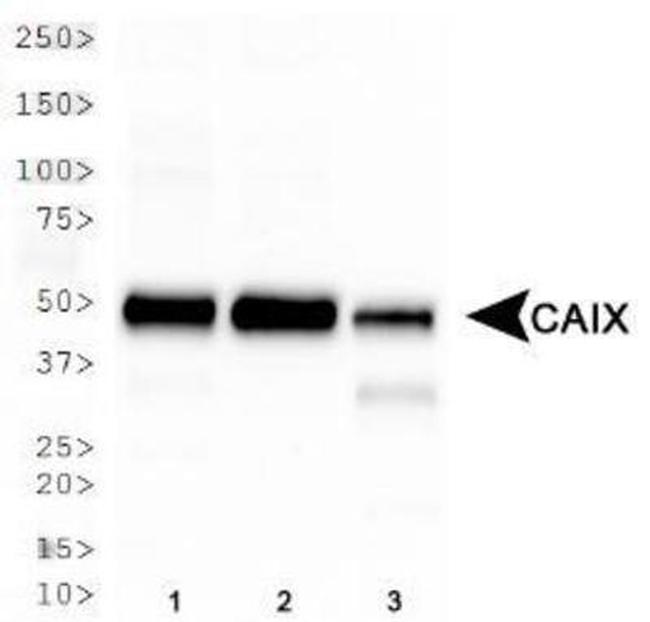 Carbonic Anhydrase IX Antibody in Western Blot (WB)