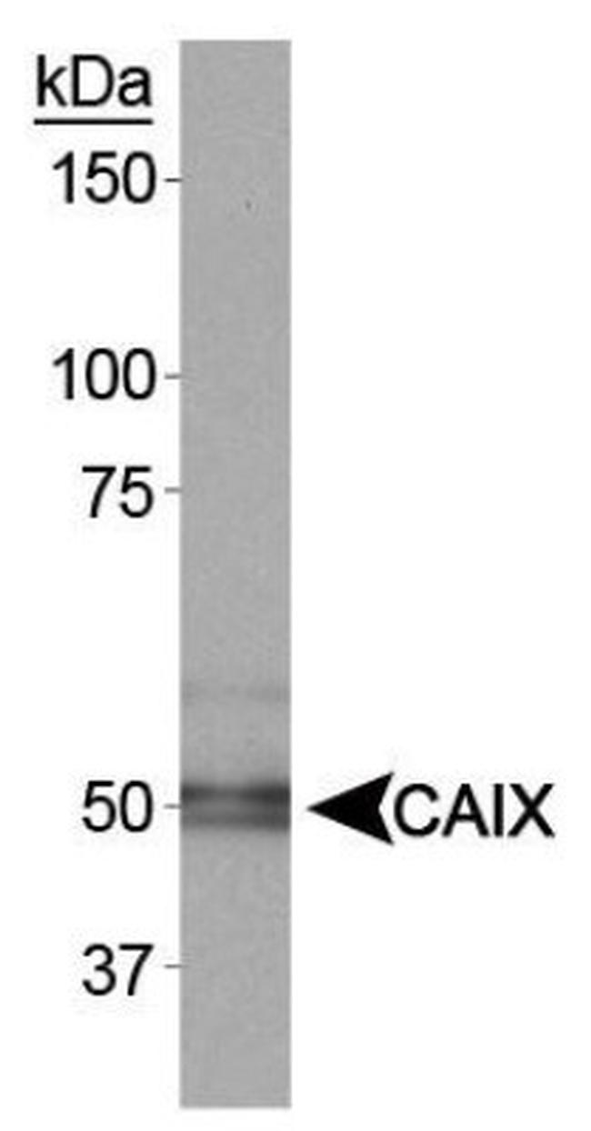 Carbonic Anhydrase IX Antibody in Western Blot (WB)