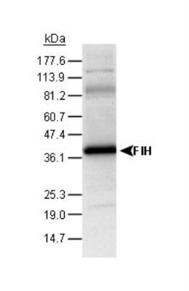 HIF1AN Antibody in Western Blot (WB)