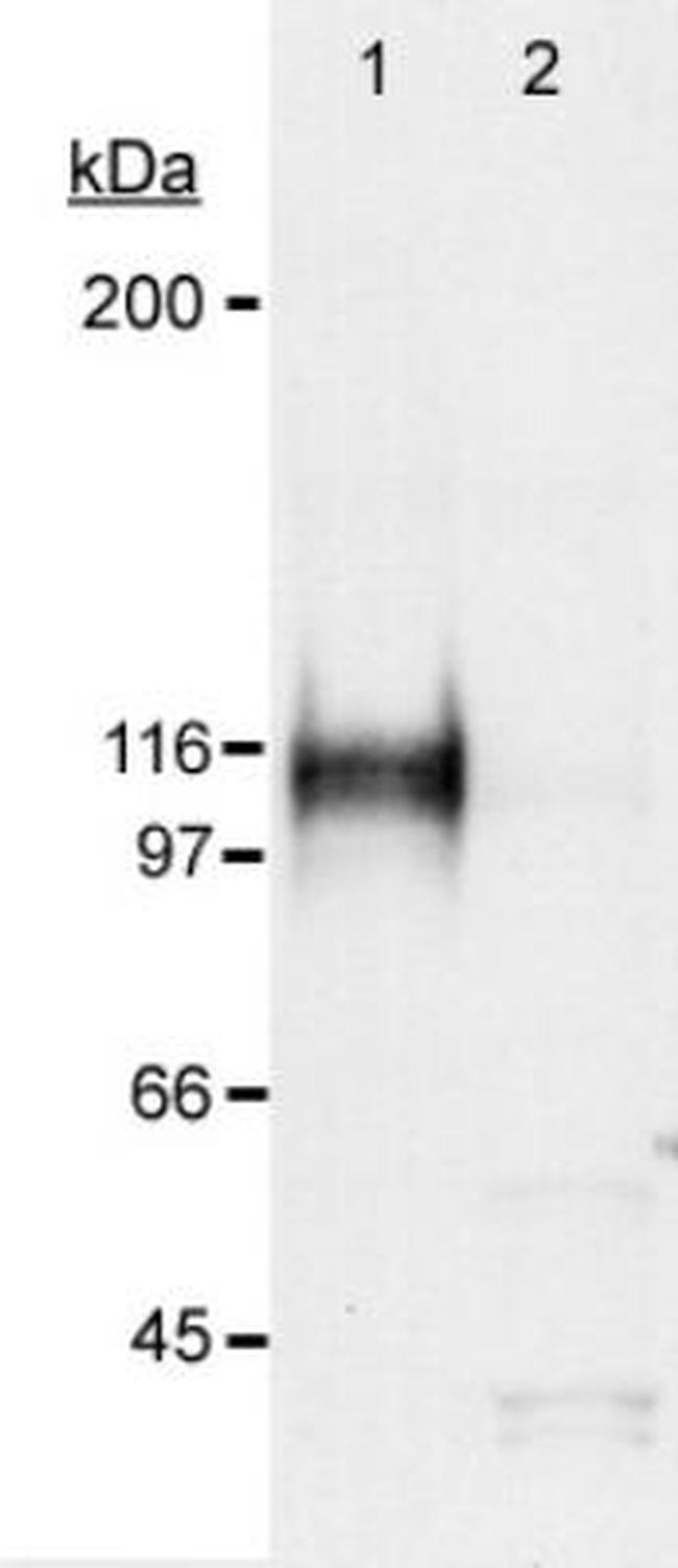 HIF1A Antibody in Western Blot (WB)