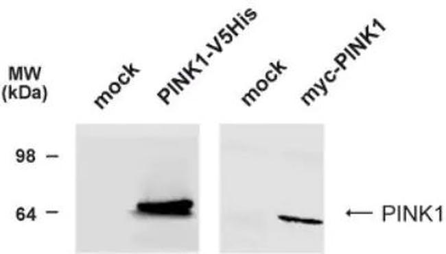 PINK1 Antibody in Western Blot (WB)