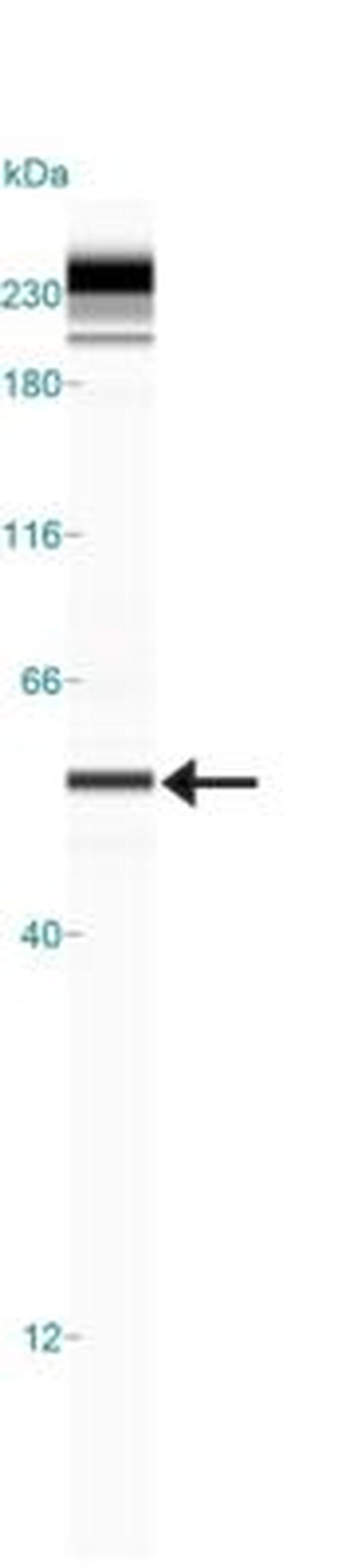 PINK1 Antibody in Western Blot (WB)