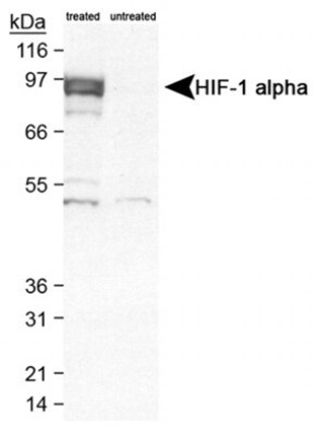 HIF1A Antibody in Western Blot (WB)