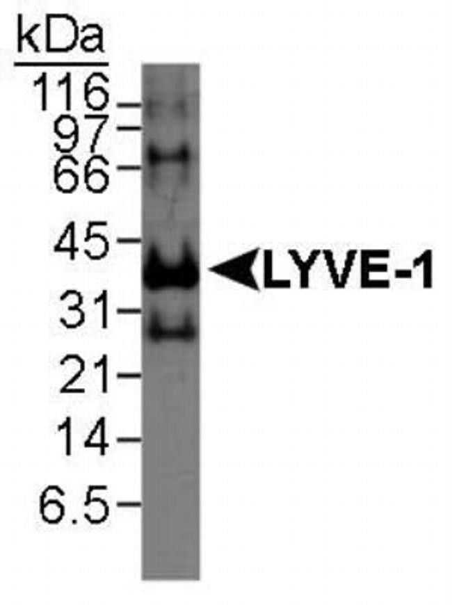LYVE1 Antibody in Western Blot (WB)