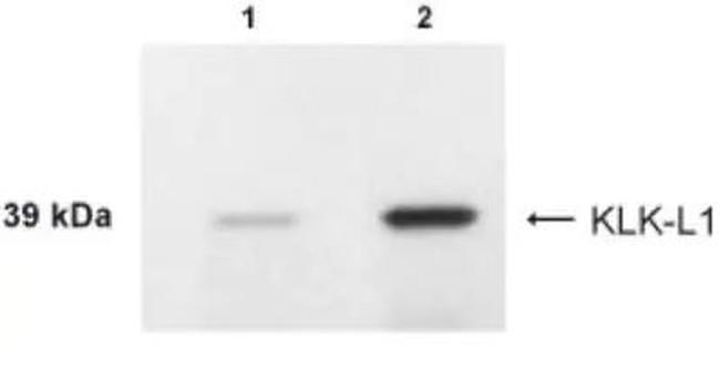 Kallikrein 4 Antibody in Western Blot (WB)