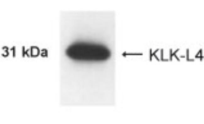 Kallikrein 13 Antibody in Western Blot (WB)