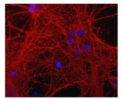 GAP43 Antibody in Immunocytochemistry (ICC/IF)