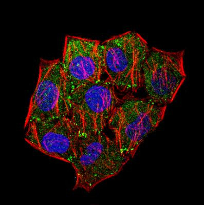 Laminin Antibody in Immunocytochemistry (ICC/IF)