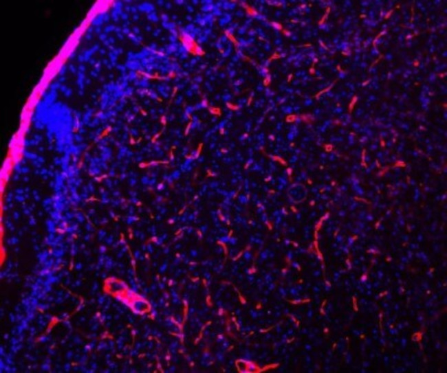 Laminin Antibody in Immunohistochemistry - Free Floating (IHC (Free))