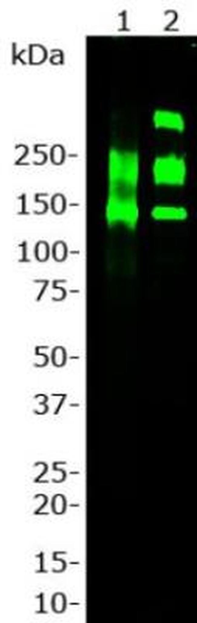 Laminin Antibody in Western Blot (WB)