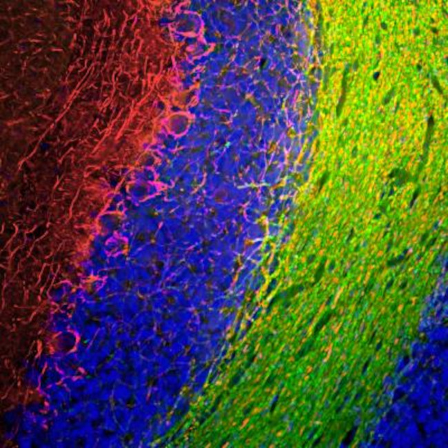 NEFM Antibody in Immunohistochemistry - Free Floating (IHC (Free))