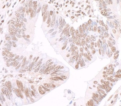 GAPDH Antibody in Immunohistochemistry (Paraffin) (IHC (P))