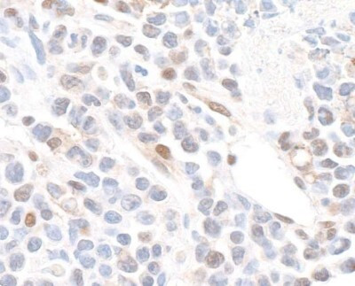 GAPDH Antibody in Immunohistochemistry (Paraffin) (IHC (P))