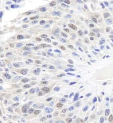 GAPDH Antibody in Immunohistochemistry (Paraffin) (IHC (P))