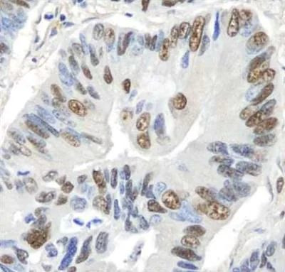 GAPDH Antibody in Immunohistochemistry (Paraffin) (IHC (P))