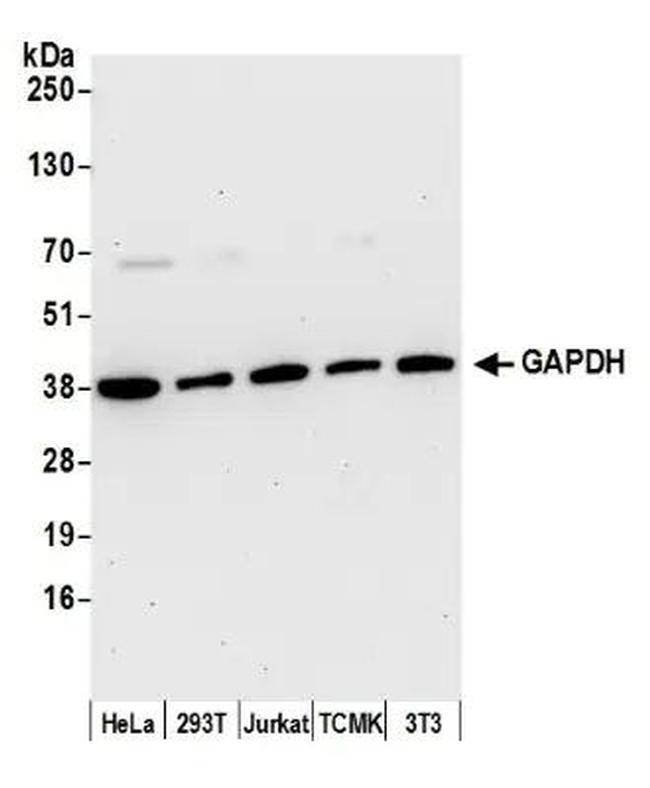 GAPDH Antibody in Western Blot (WB)