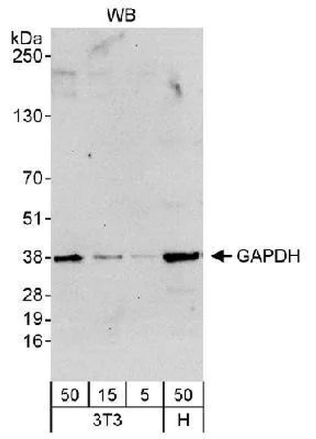 GAPDH Antibody in Western Blot (WB)