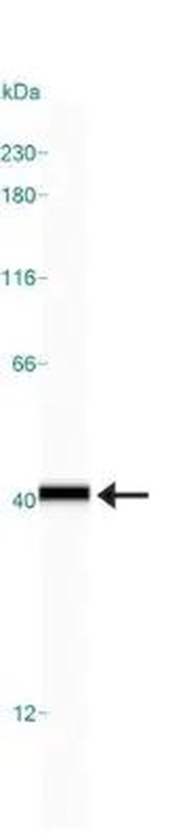 GAPDH Antibody in Western Blot (WB)