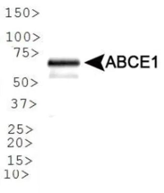 ABCE1 Antibody in Western Blot (WB)