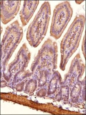 NPC1L1 Antibody in Immunohistochemistry (Paraffin) (IHC (P))