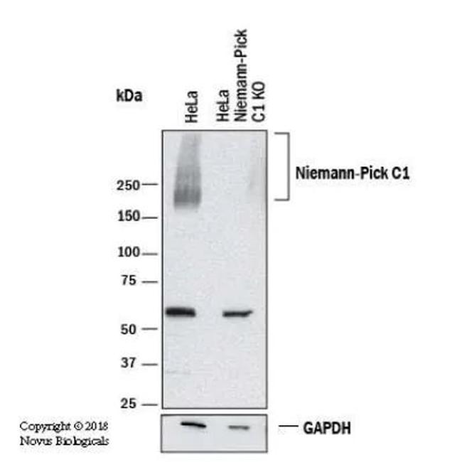 NPC1 Antibody in Western Blot (WB)