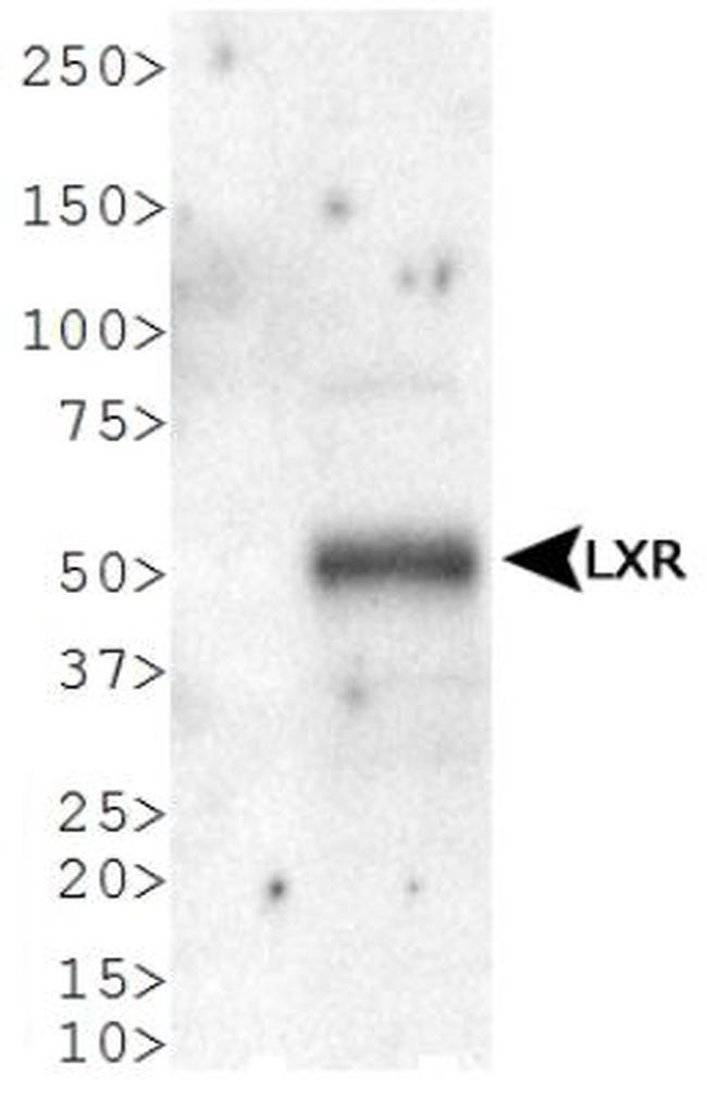 LXR alpha Antibody in Western Blot (WB)