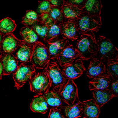 CENPF Antibody in Immunocytochemistry (ICC/IF)