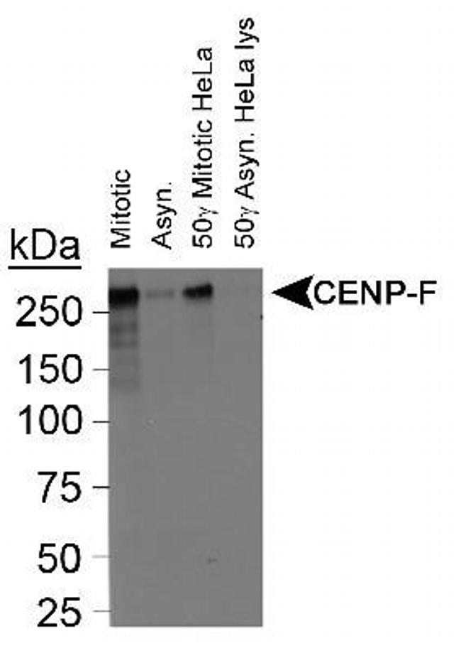 CENPF Antibody in Western Blot (WB)