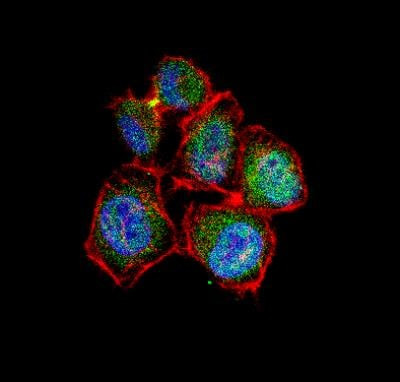 Survivin Antibody in Immunocytochemistry (ICC/IF)