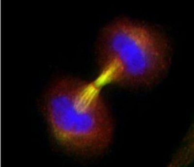 Survivin Antibody in Immunocytochemistry (ICC/IF)