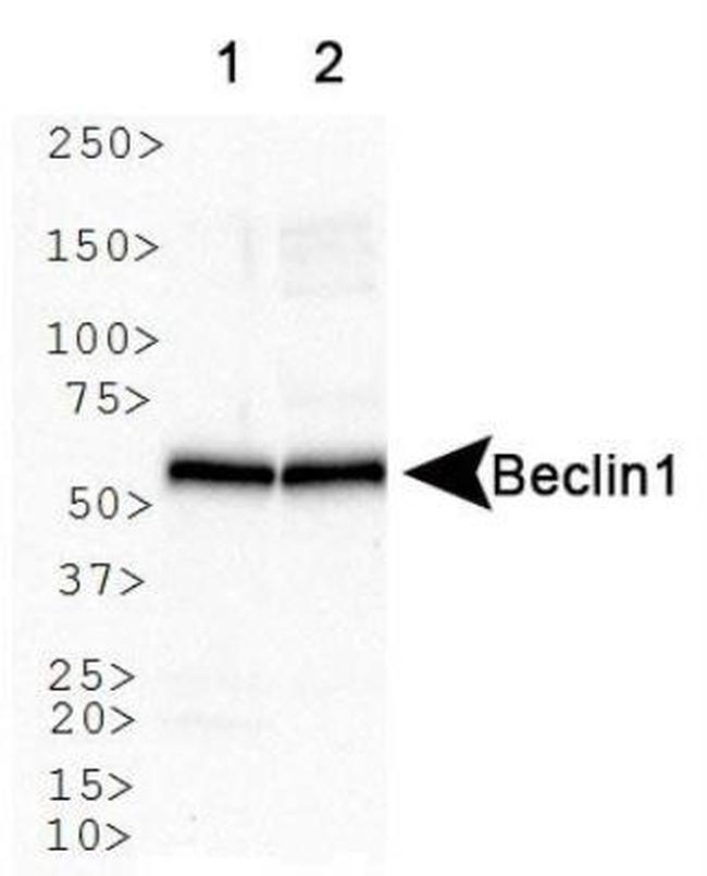 Beclin 1 Antibody in Western Blot (WB)