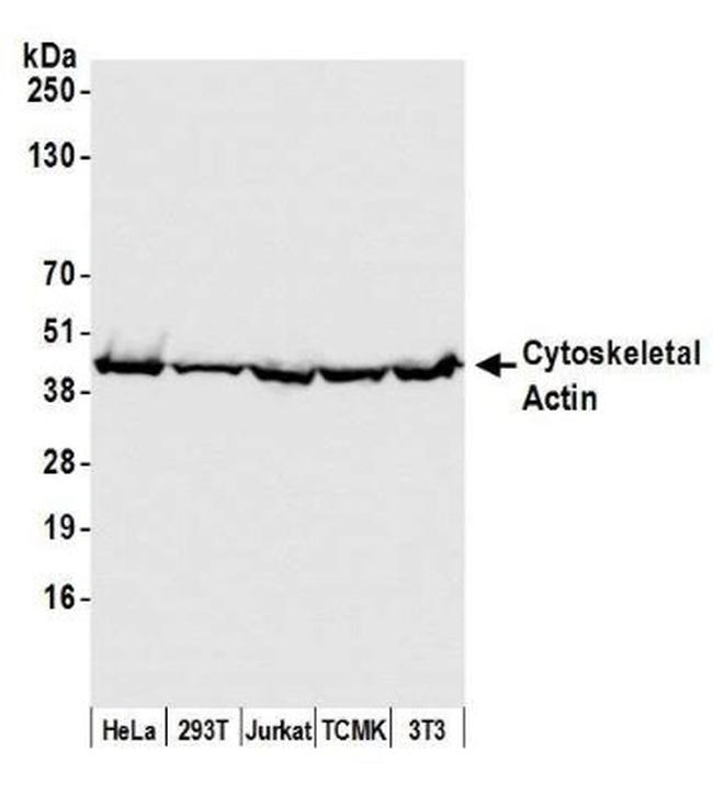 beta Actin Antibody in Western Blot (WB)