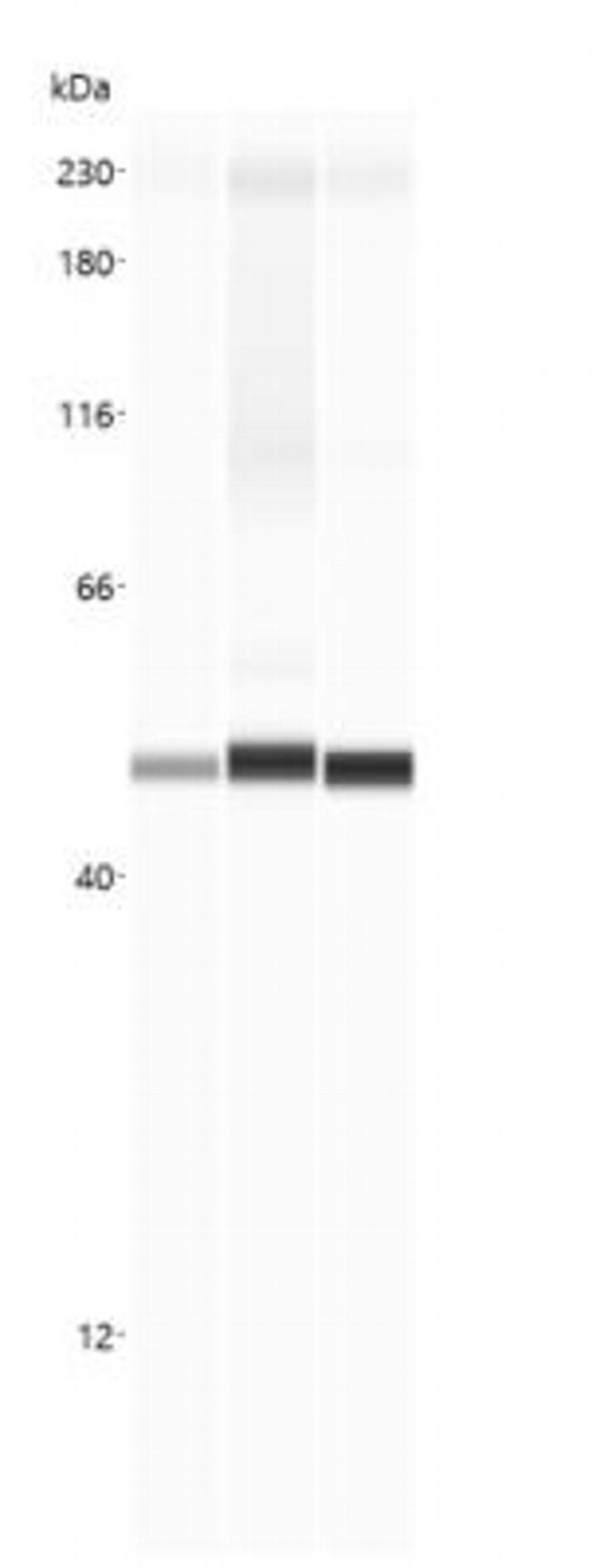 beta Actin Antibody in Western Blot (WB)