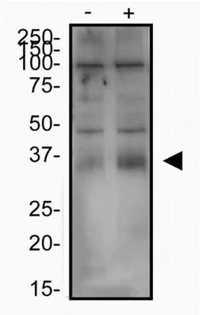 SLC7A11 Antibody in Western Blot (WB)