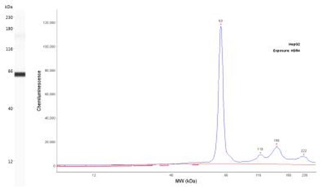 SLC7A11 Antibody in Western Blot (WB)