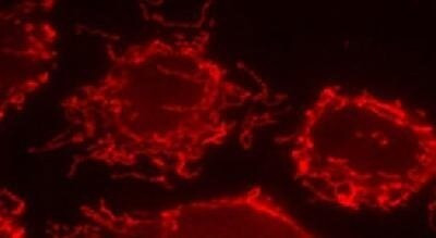 Mitofilin Antibody in Immunocytochemistry (ICC/IF)