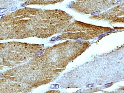 Mitofilin Antibody in Immunohistochemistry (Paraffin) (IHC (P))