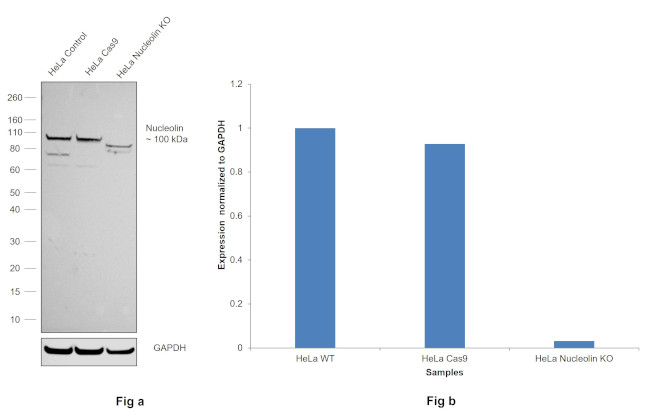 Nucleolin Antibody in Western Blot (WB)