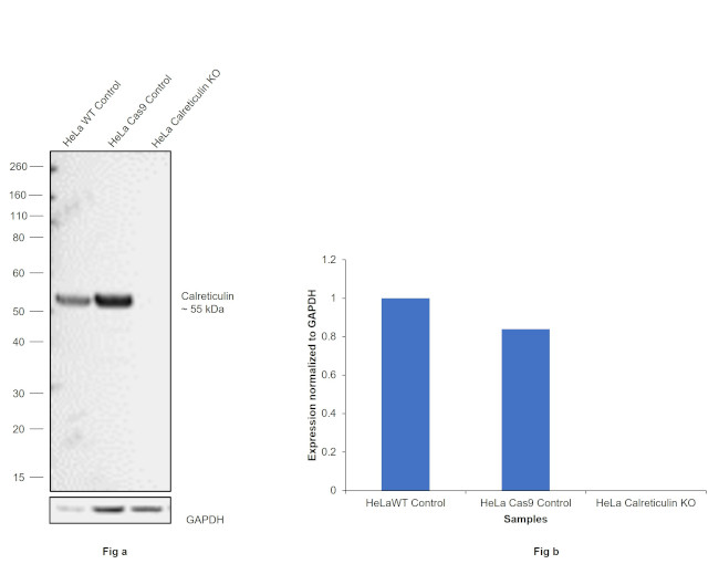 Calreticulin Antibody in Western Blot (WB)