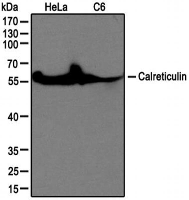 Calreticulin Antibody in Western Blot (WB)