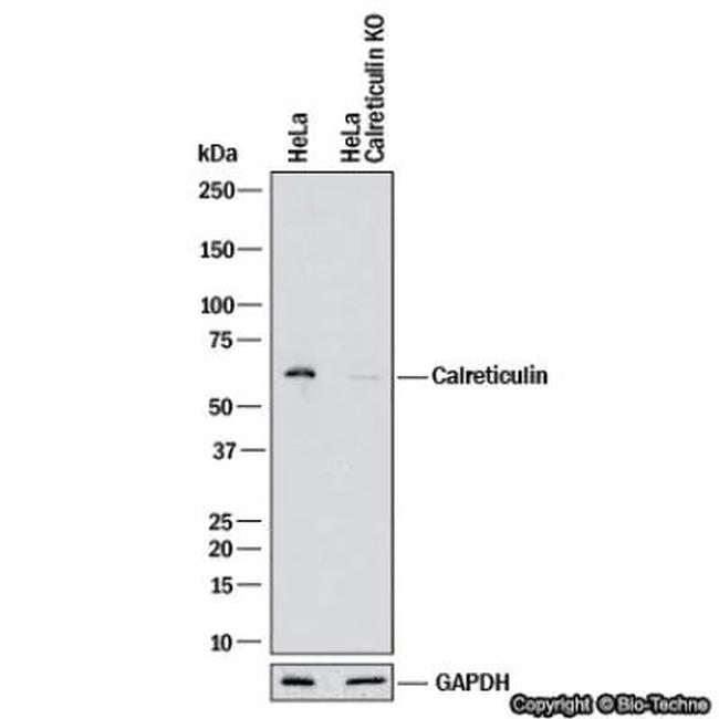 Calreticulin Antibody in Western Blot (WB)