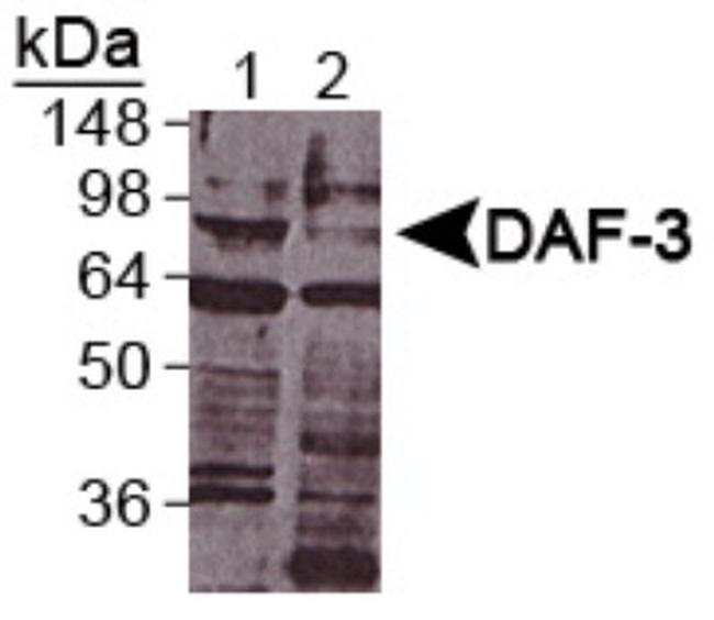 DAF-3 Antibody in Western Blot (WB)