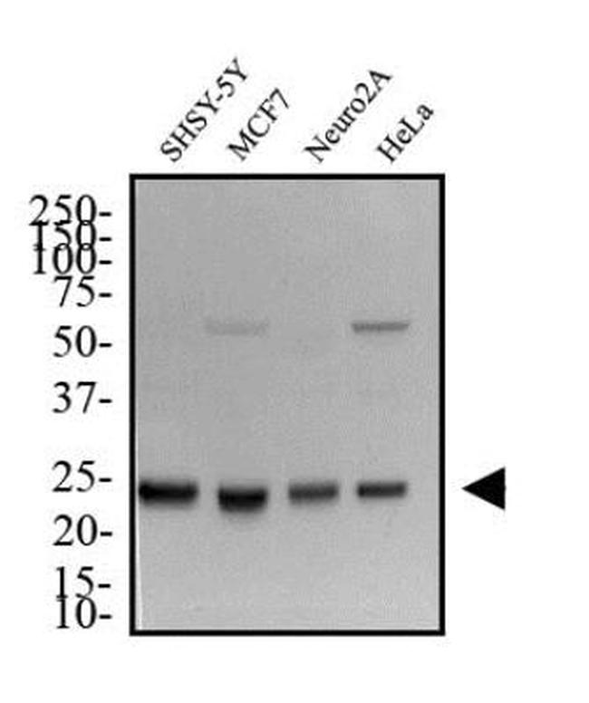 HMGB1 Antibody in Western Blot (WB)