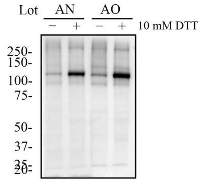 Phospho-IRE1 alpha (Ser724) Antibody in Western Blot (WB)